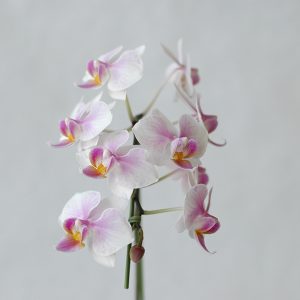 orchid05