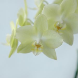 orchid08