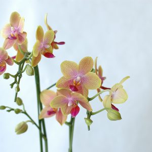 orchid10